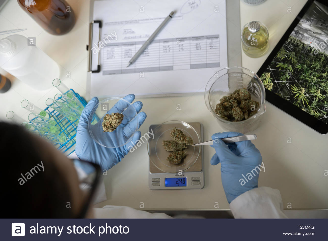 View from above quality control specialist measuring marijuana buds Stock Photo Alamy