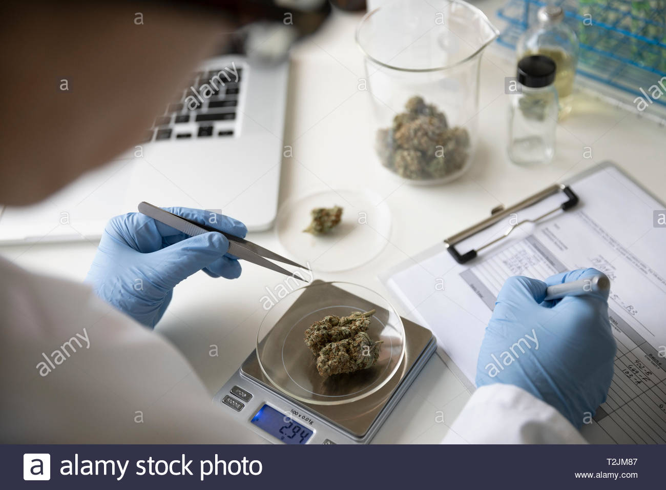 Quality control specialist measuring marijuana buds Stock Photo Alamy