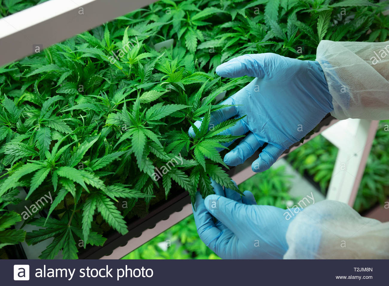 Grower inspecting cannabis seedlings in incubation Stock Photo