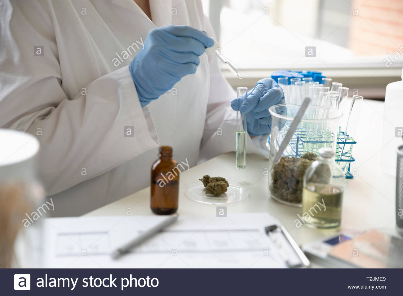 Quality control specialist testing marijuana oil Stock Photo Alamy