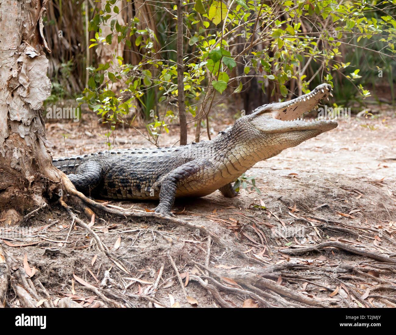 View of a  large Crocodile  at Hartley's Crocodile Adventures, Captain Cook Highway, Wangetti, Queensland, Australia. Stock Photo