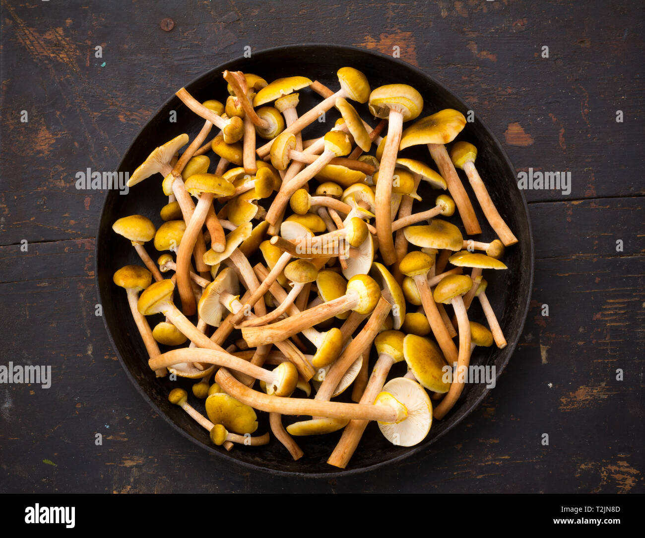 Raw Yellow Edible Wild Mushrooms Mushrooms In A Large Frying Pan On An Old Black Wooden Table Close-Up Top View Stock Photo