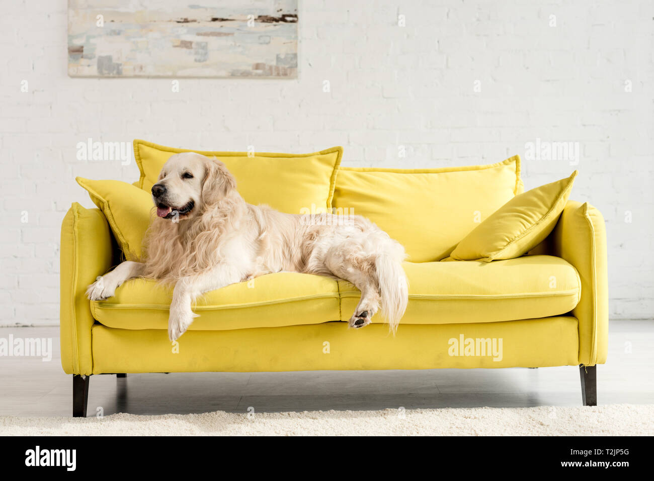 Cute Golden Retriever Lying On Bright Yellow Sofa In Apartment