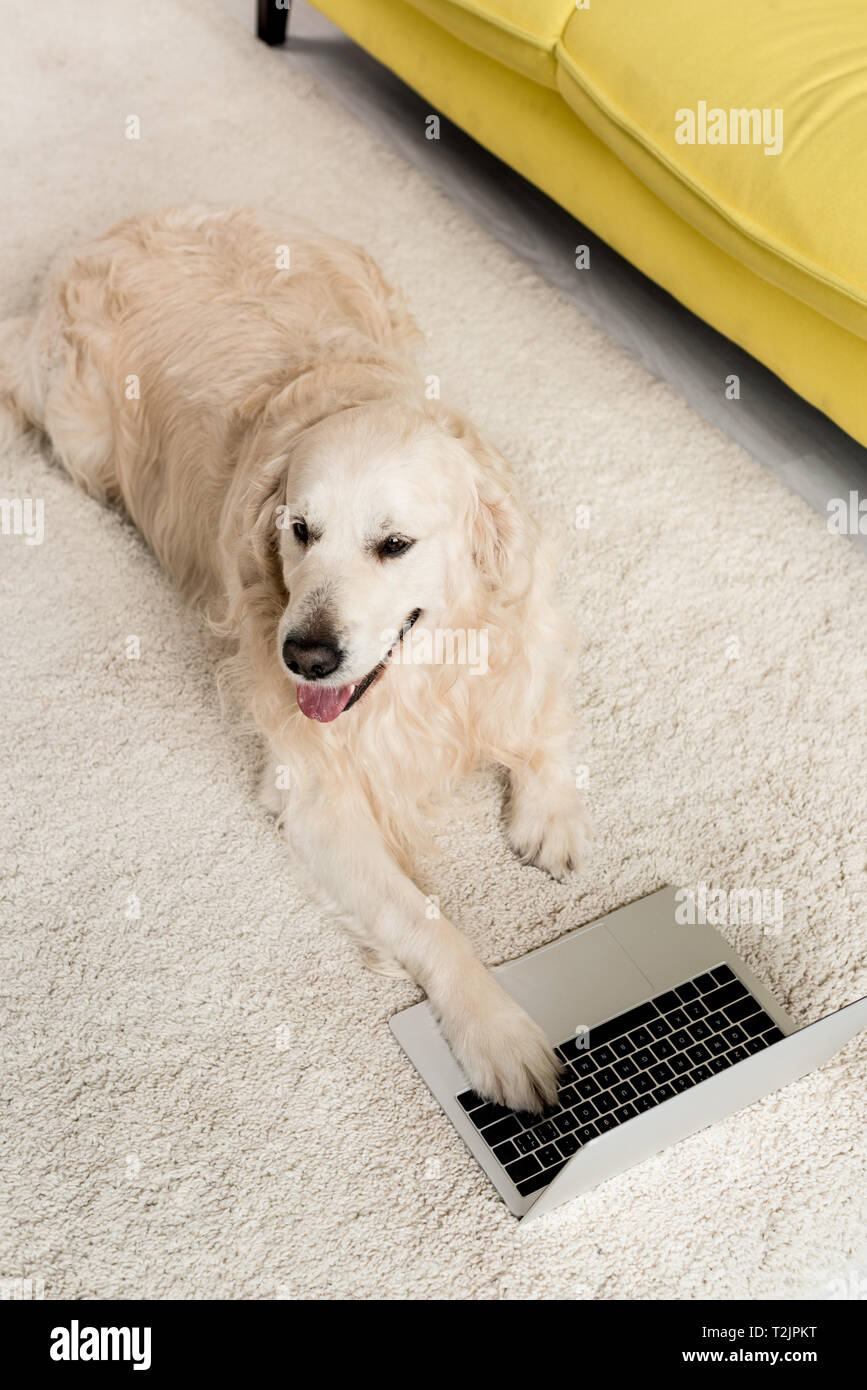 Golden retriever cheap for apartment