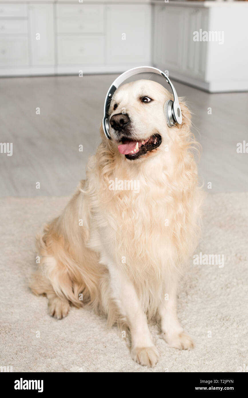 golden retrievers in apartments