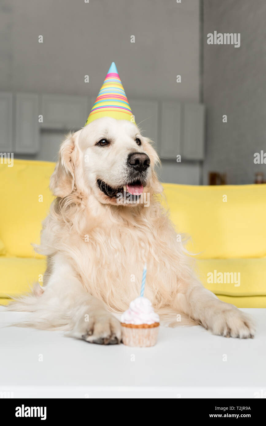 Golden retriever dog birthday party hi-res stock photography and images ...