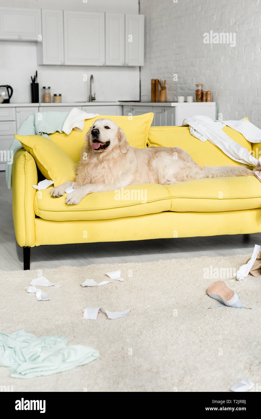 cute golden retriever in lying on bright yellow sofa in messy apartment Stock Photo