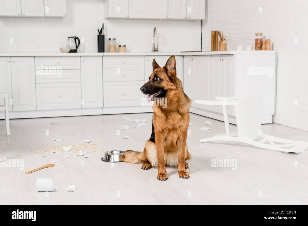 собака сидит на полу. собака на ламинате. собака лежит на полу. собака сидит на полу. джек-рассел-терьер щенок.