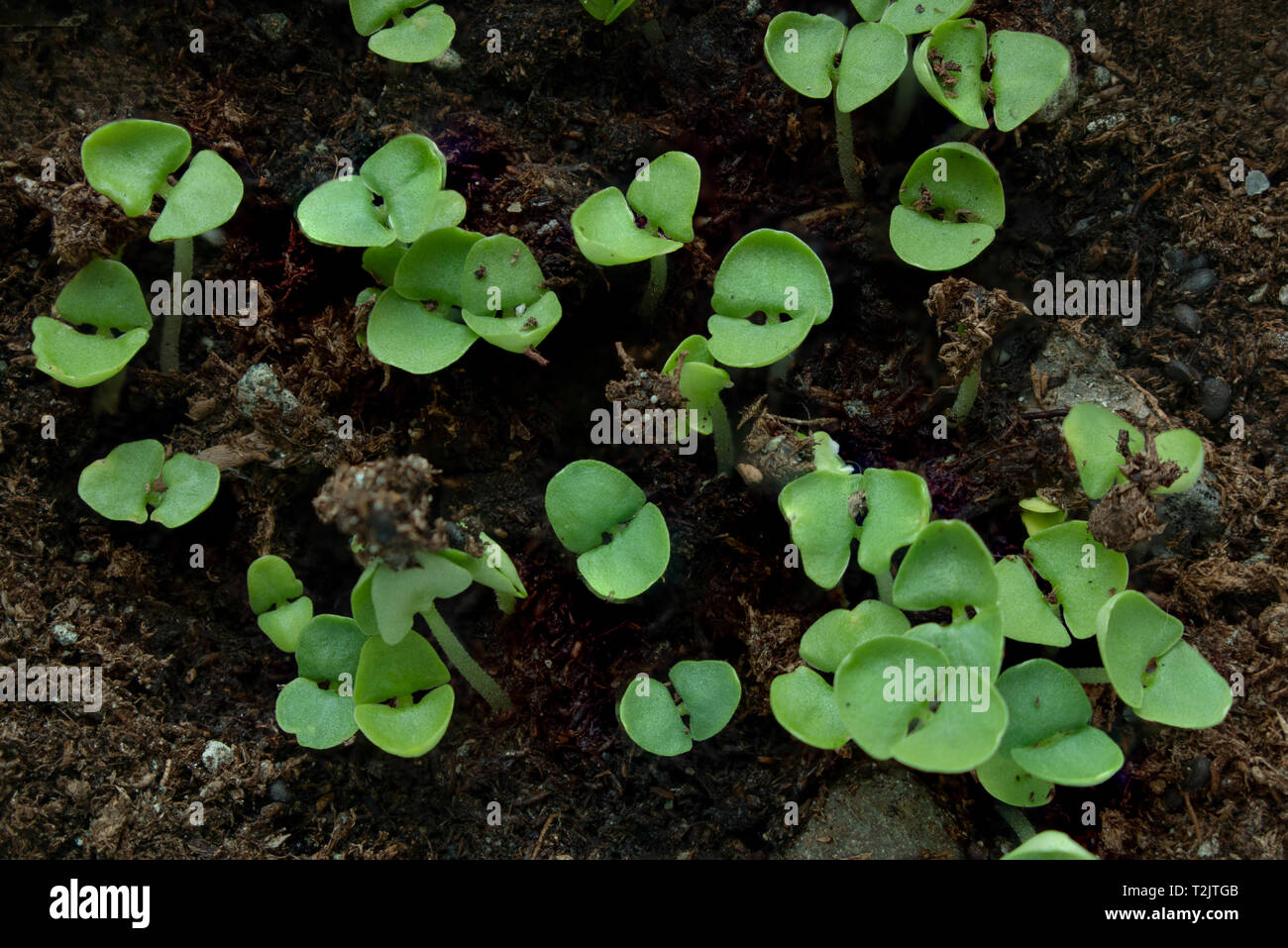green basil sprouts growing in soil. Stock Photo