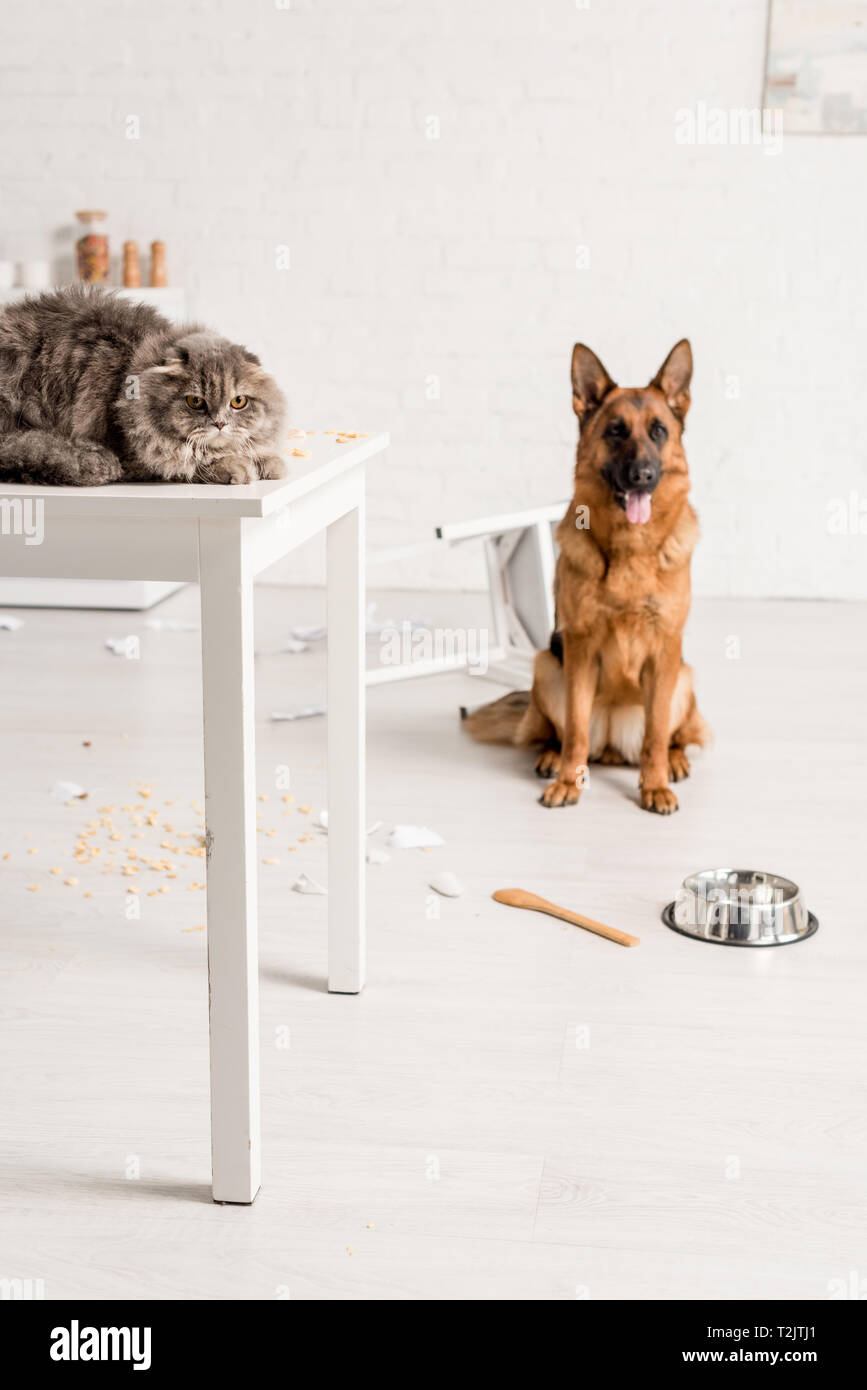 selective focus of grey cat lying on table and German Shepherd sitting on floor in messy kitchen Stock Photo