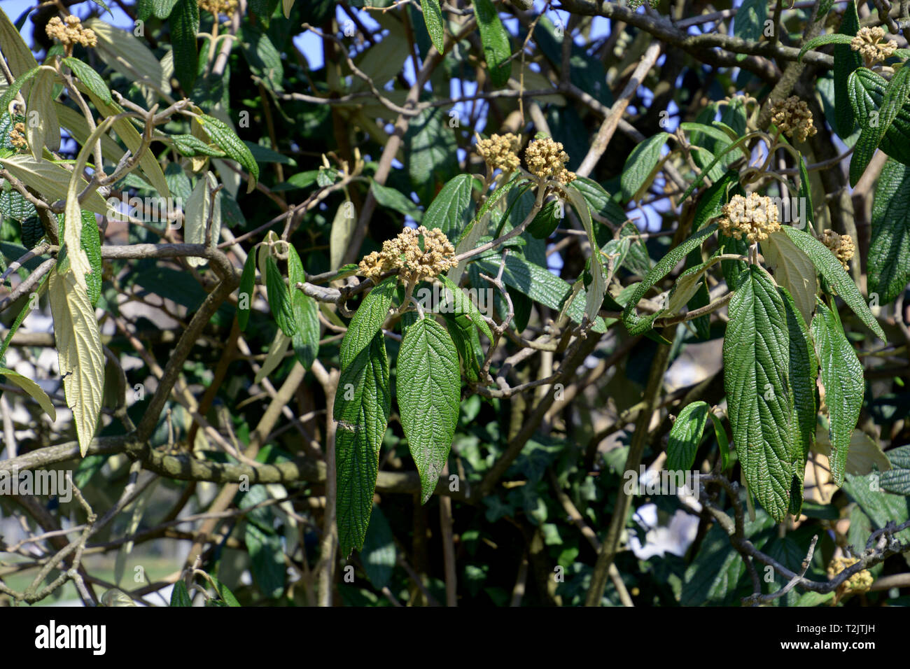 flower buds of viburnum hedge in early spring, viburnum rhytidophyllum shrub also called leatherleaf viburnum a spring season at lake constance Stock Photo