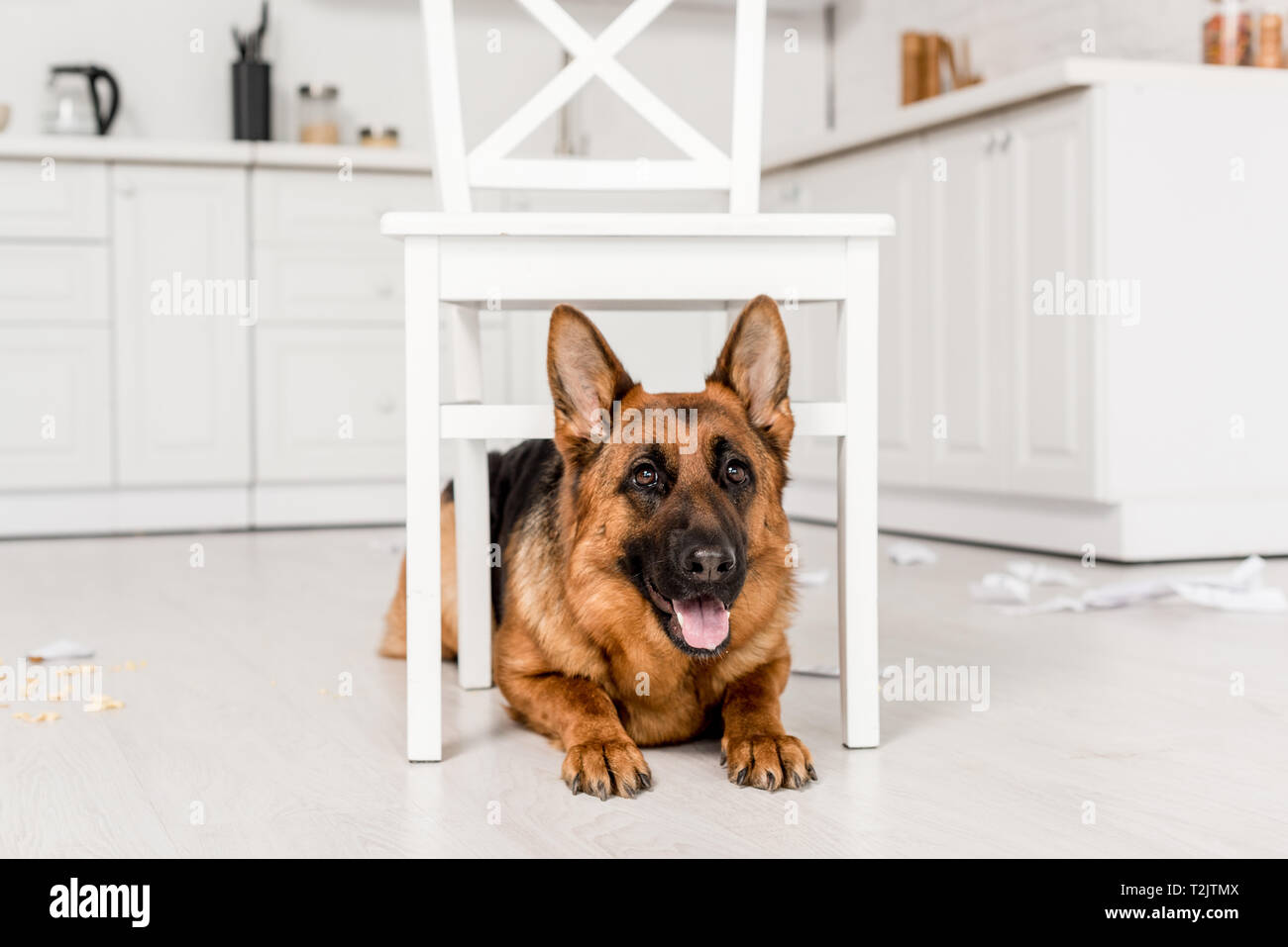 Dog lying under chair hires stock photography and images Alamy