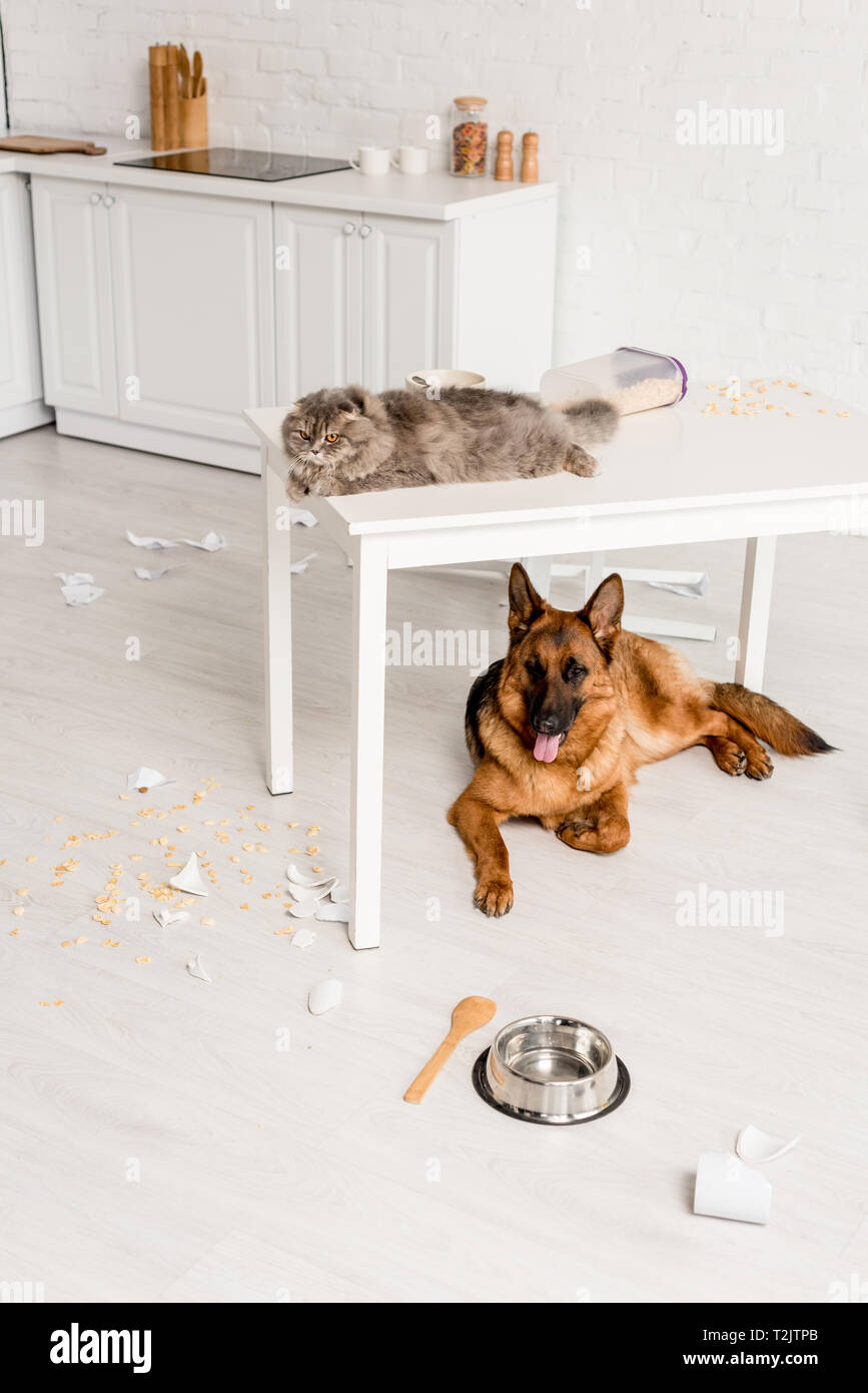 cute and grey cat lying on white table and German Shepherd lying on floor in messy kitchen Stock Photo