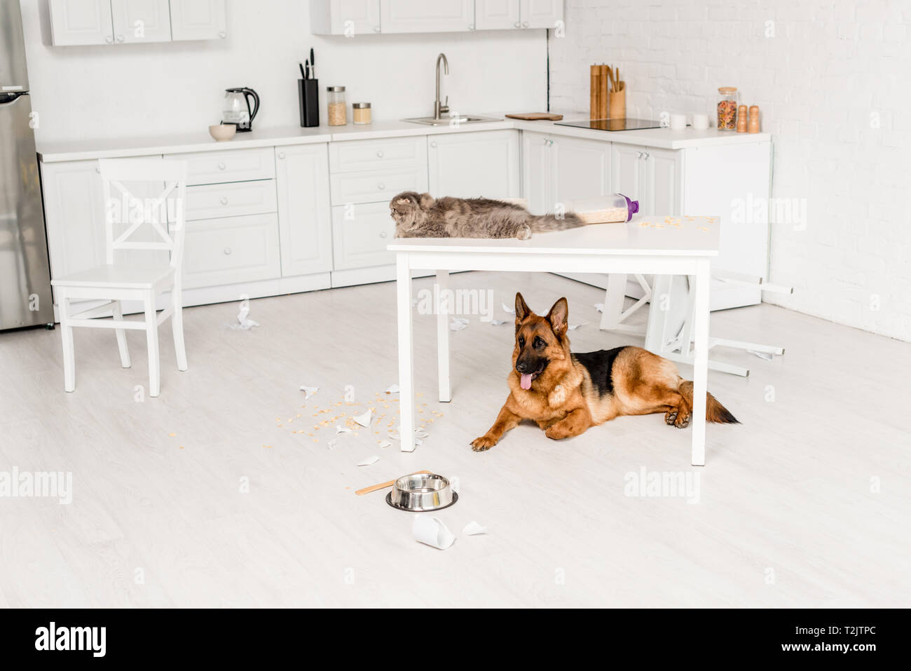 cute and grey cat lying on white table and German Shepherd lying on floor in messy kitchen Stock Photo