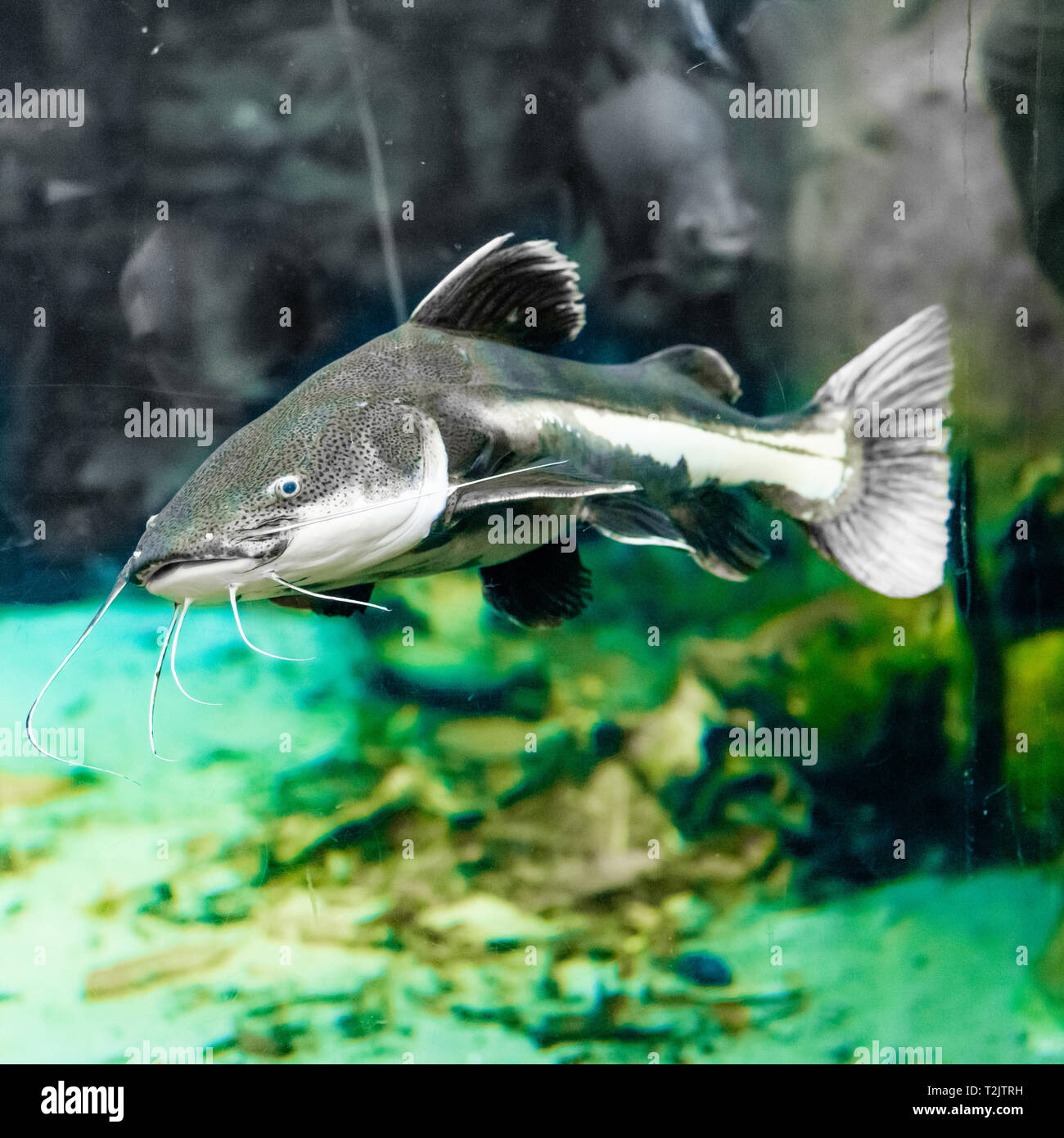 catfish in the aquarium Stock Photo Alamy