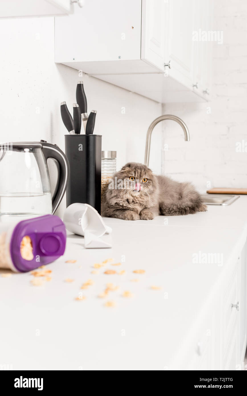 selective focus of cute and grey cat lying on white surface in messy kitchen Stock Photo