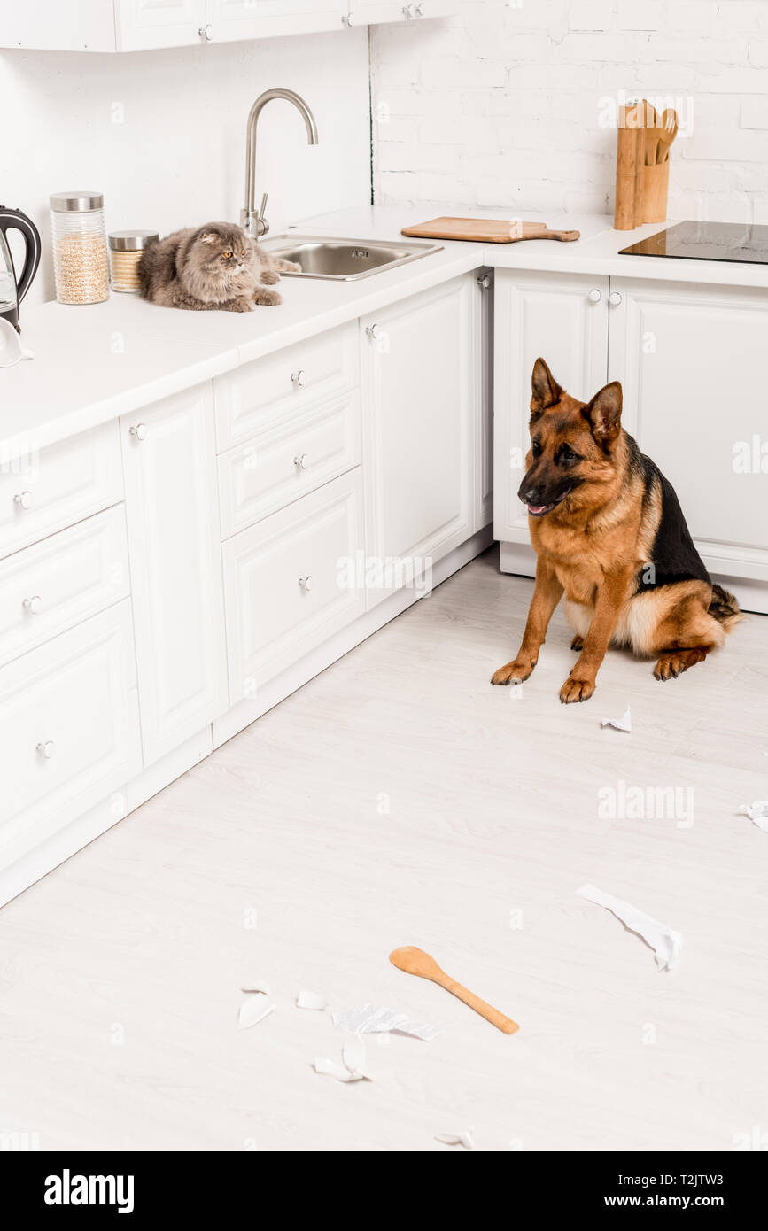 cute and grey cat lying on white surface and German Shepherd sitting on floor in messy kitchen Stock Photo