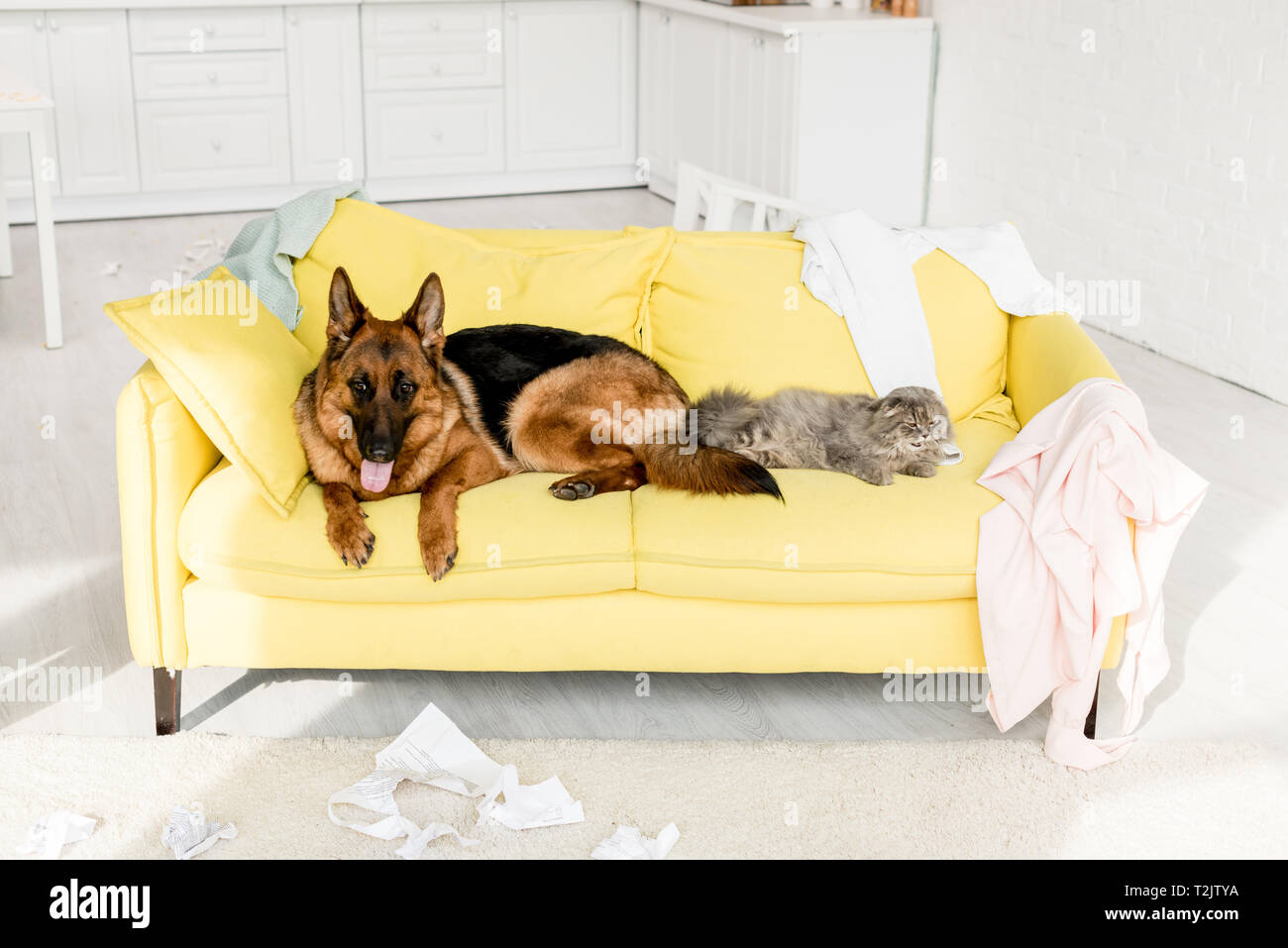 cute and grey cat and dog lying on yellow sofa in messy apartment Stock Photo