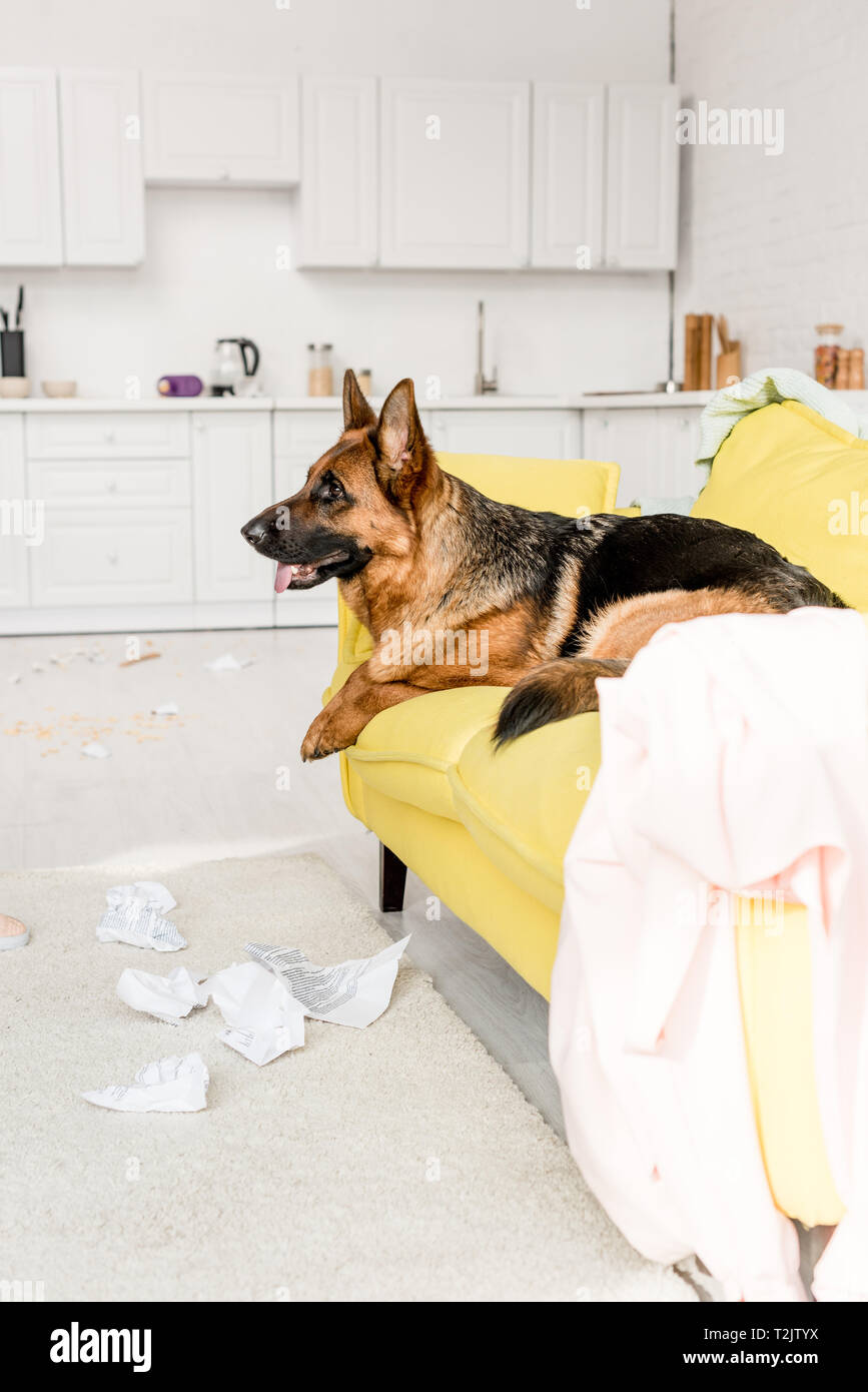 side view of cute German Shepherd lying on yellow sofa in messy