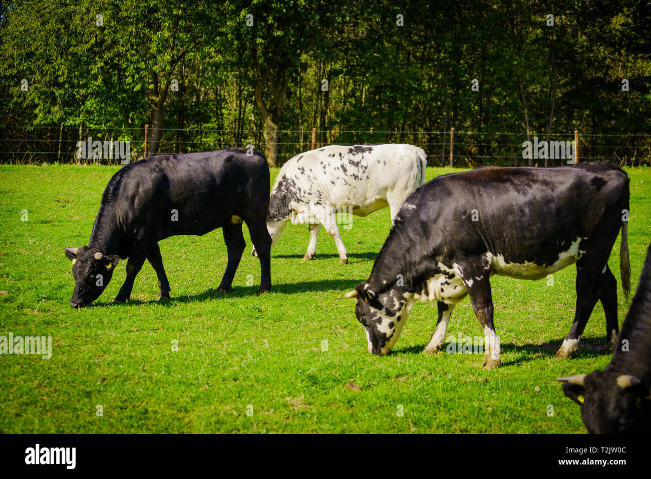 cows in a grassy field Stock Photo - Alamy
