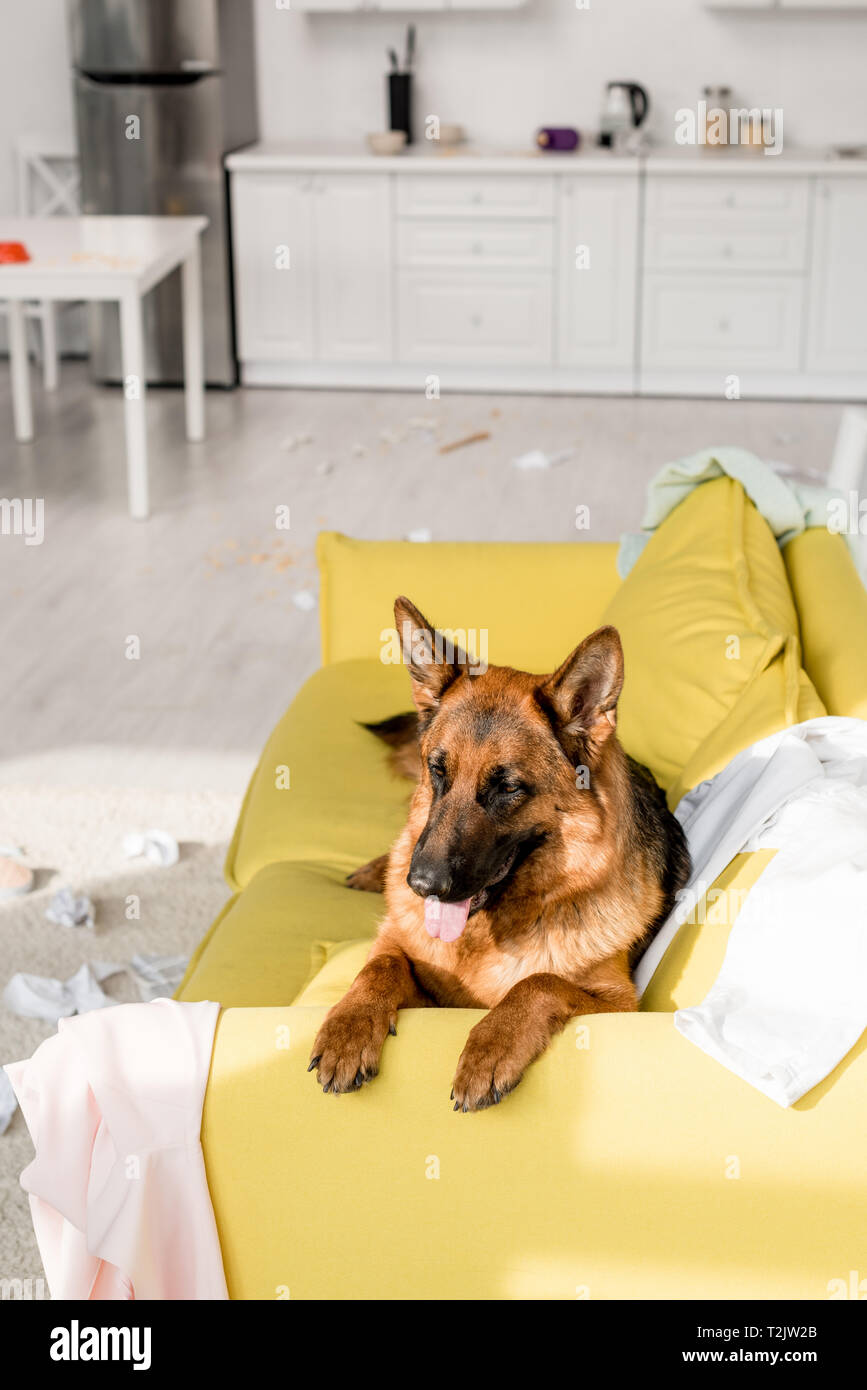 Are German Shepherds Good For Apartments