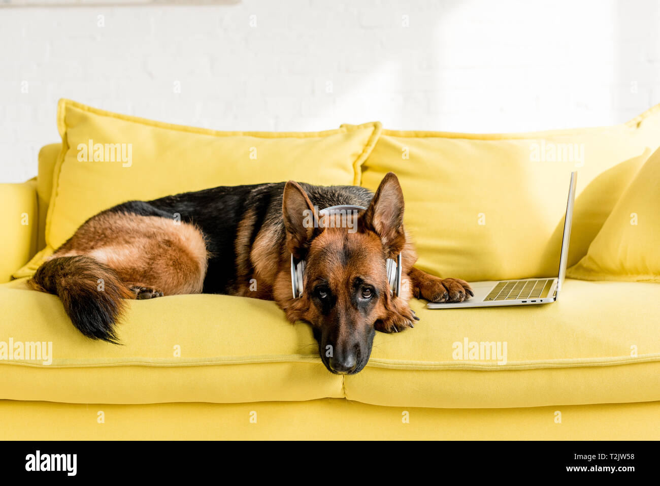 Cute German Shepherd In Headphones Lying On Bright Yellow Couch