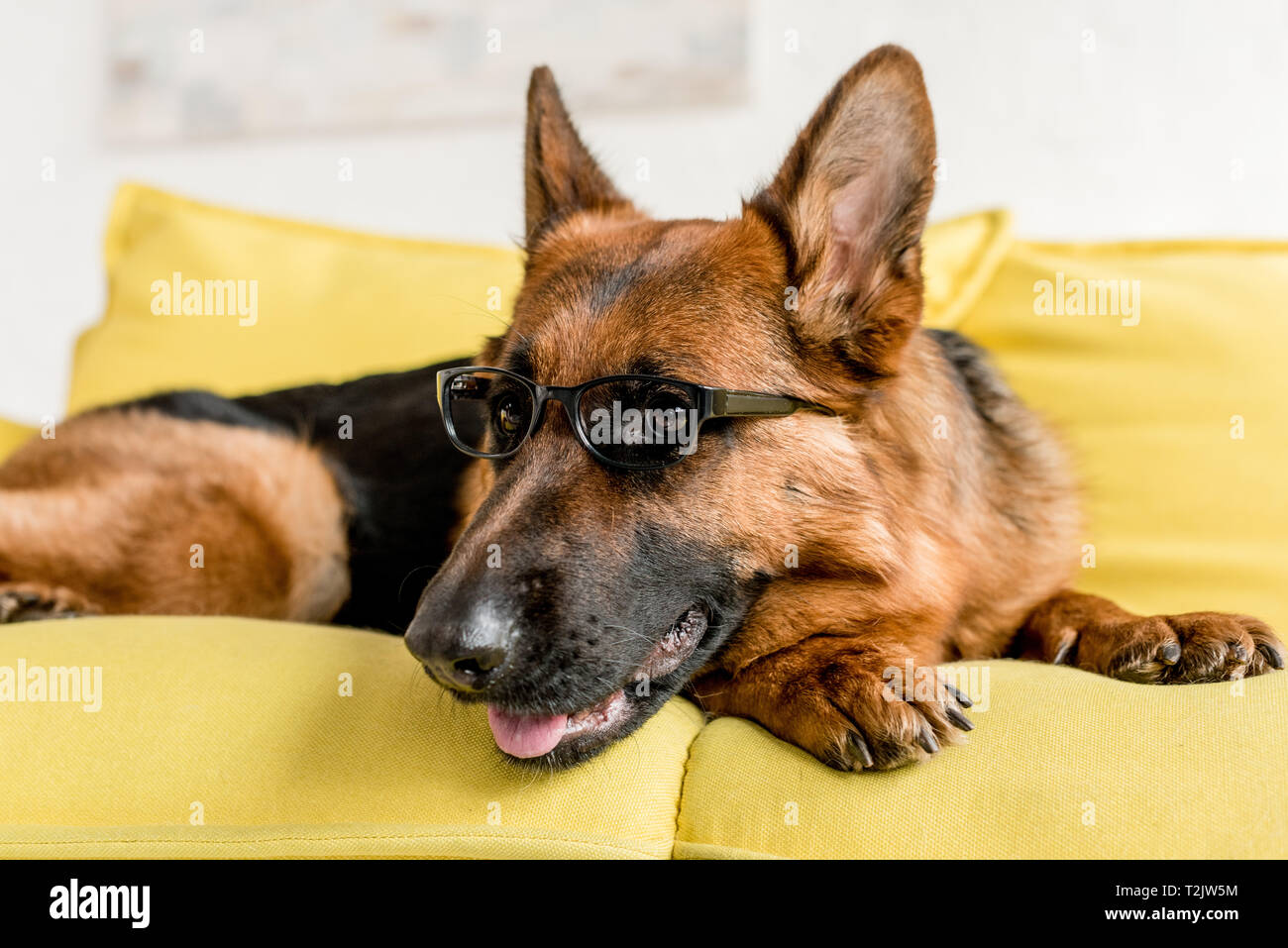 Are German Shepherds Allowed In Apartments