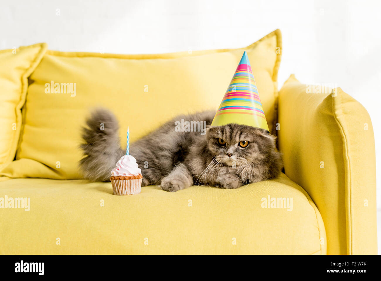 cute and grey cat in party cap lying on bright yellow couch with ...