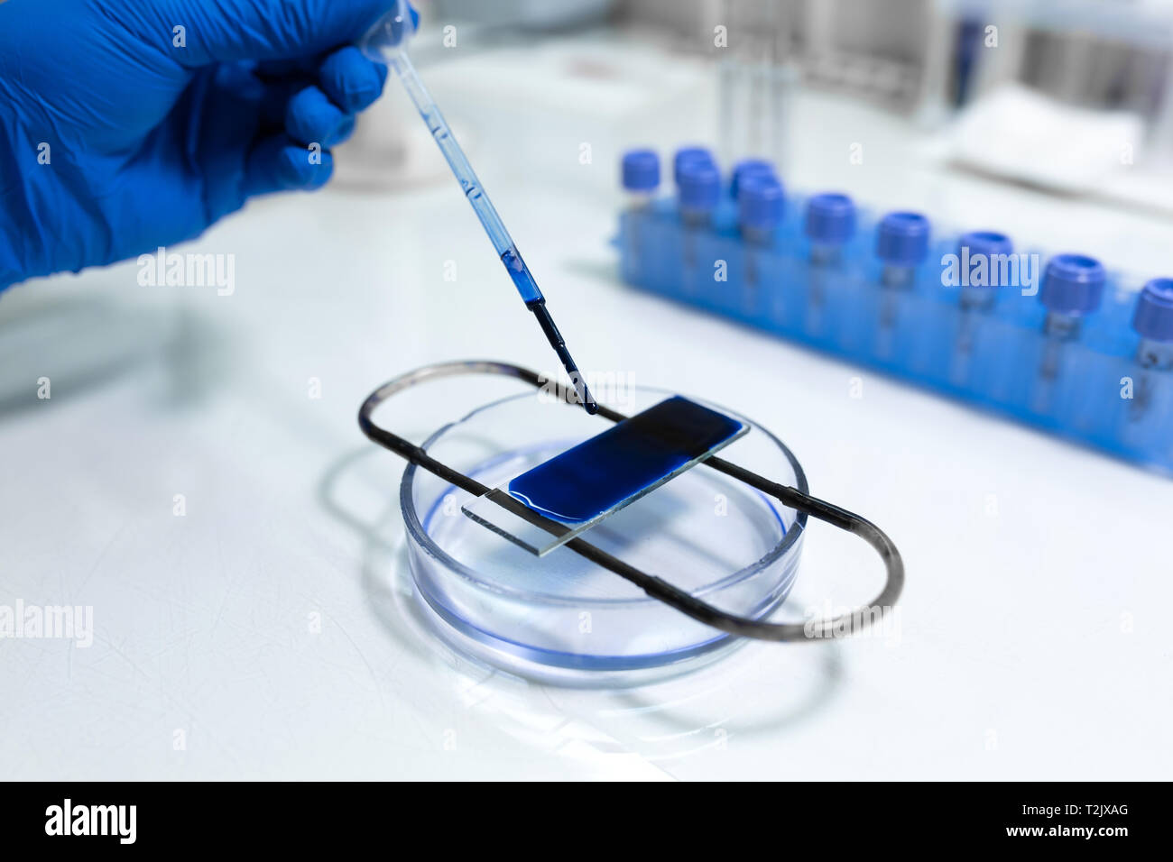 scientist prepare blood sample for research on microscope. Placing