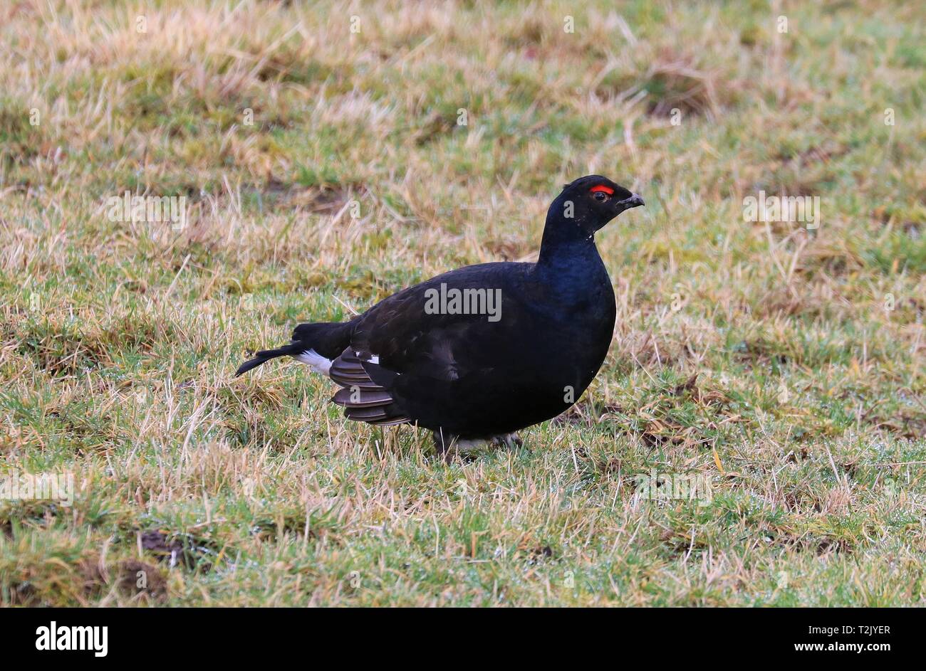 Black grouse, Langdon Beck, 20th February 2019 Stock Photo