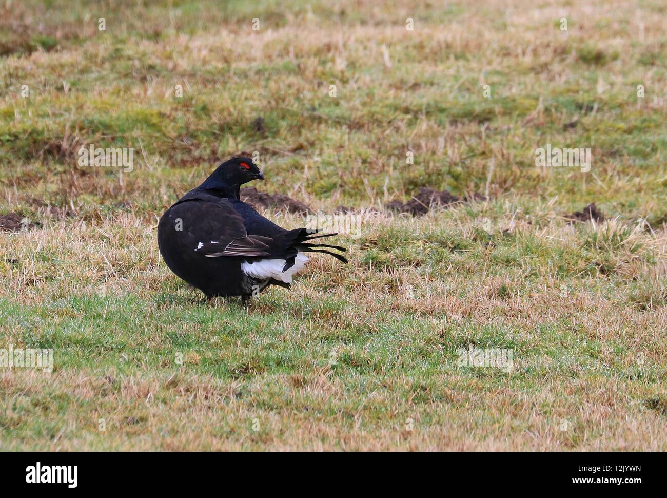 Black grouse, Langdon Beck, 20th February 2019 Stock Photo