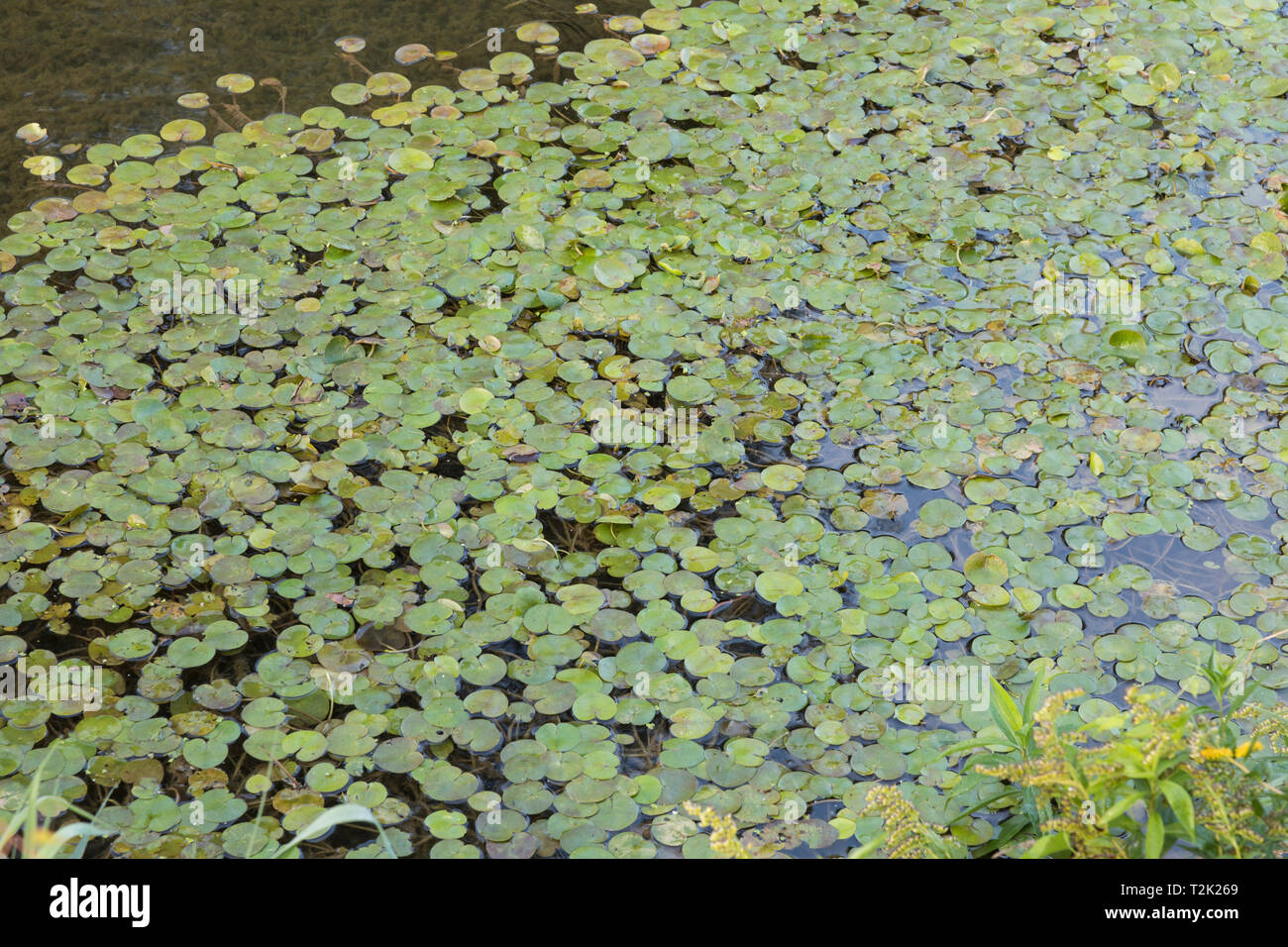 Europaeischer Froschbiss, Hydrocharis morsus-ranae, frogbit Stock Photo