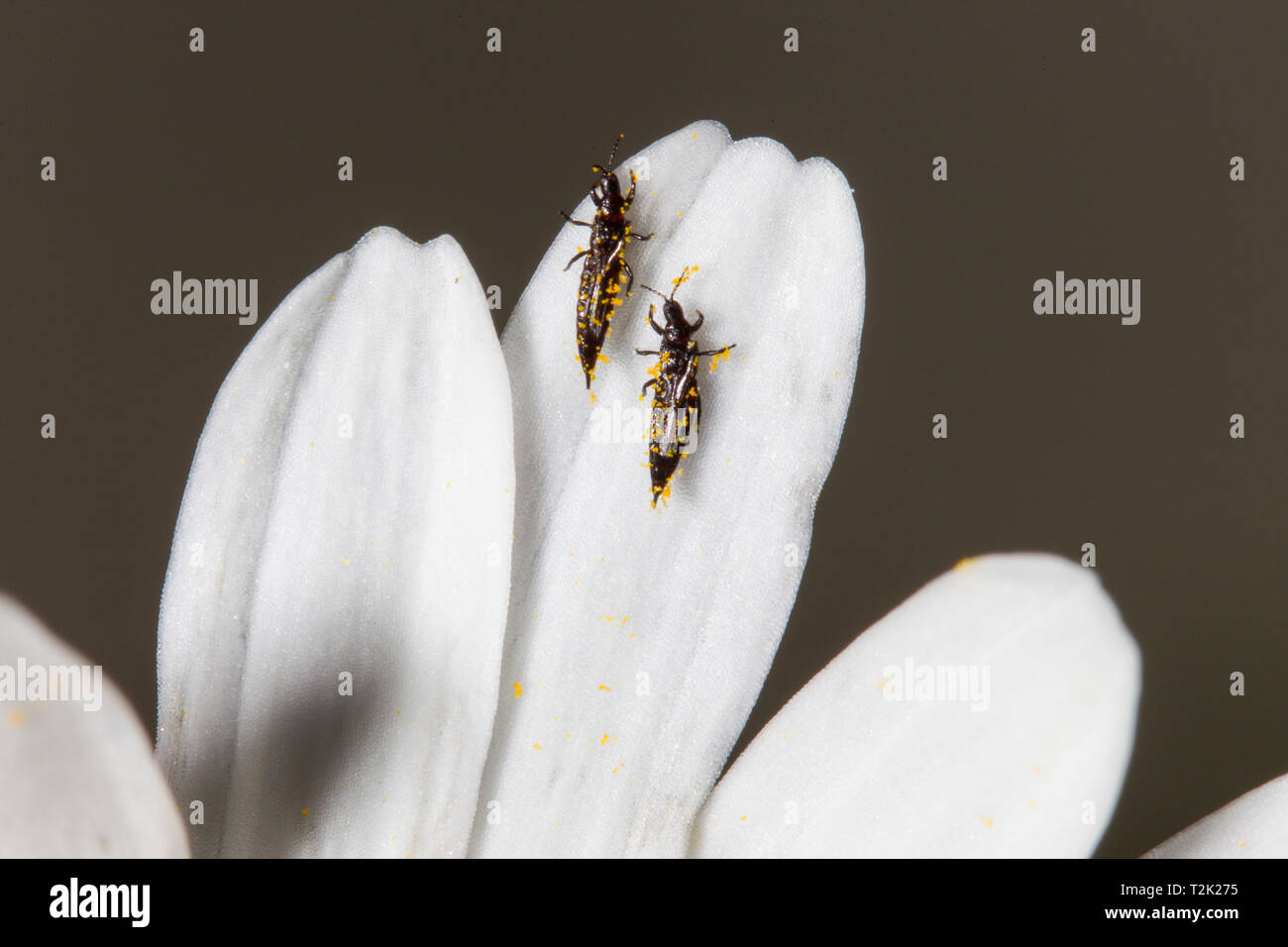 Fransenfluegler, Thysanoptera, Thrips Stock Photo