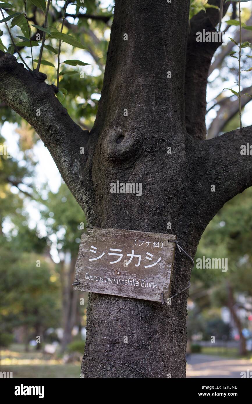 A Quercus myrsinifolia Blume tree in HIbiya Park in Tokyo, Japan. Stock Photo
