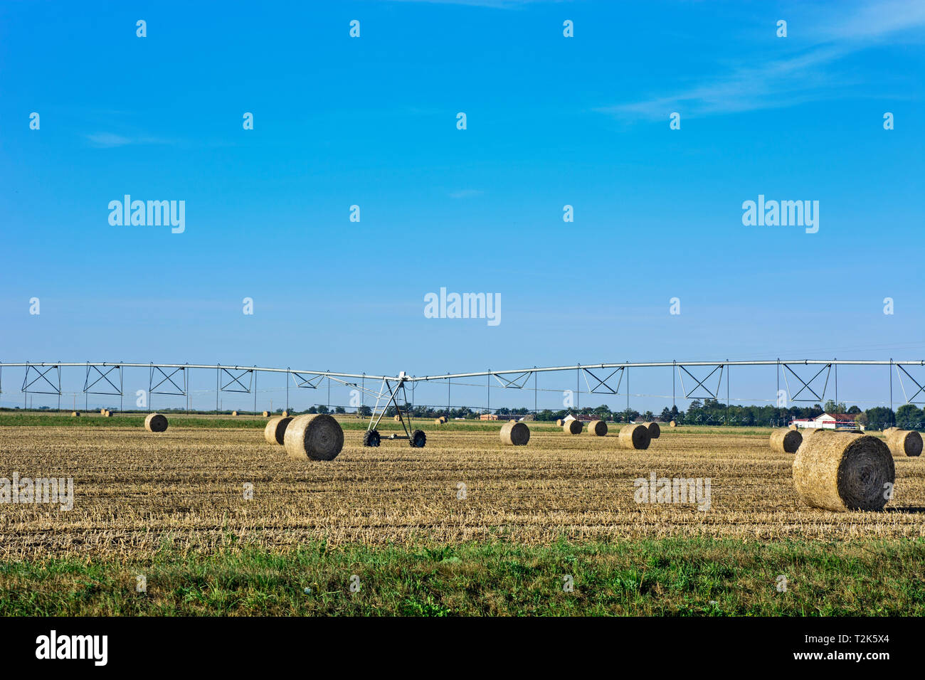 Wheat field after harvest, bales of rolled straw, animal feed for