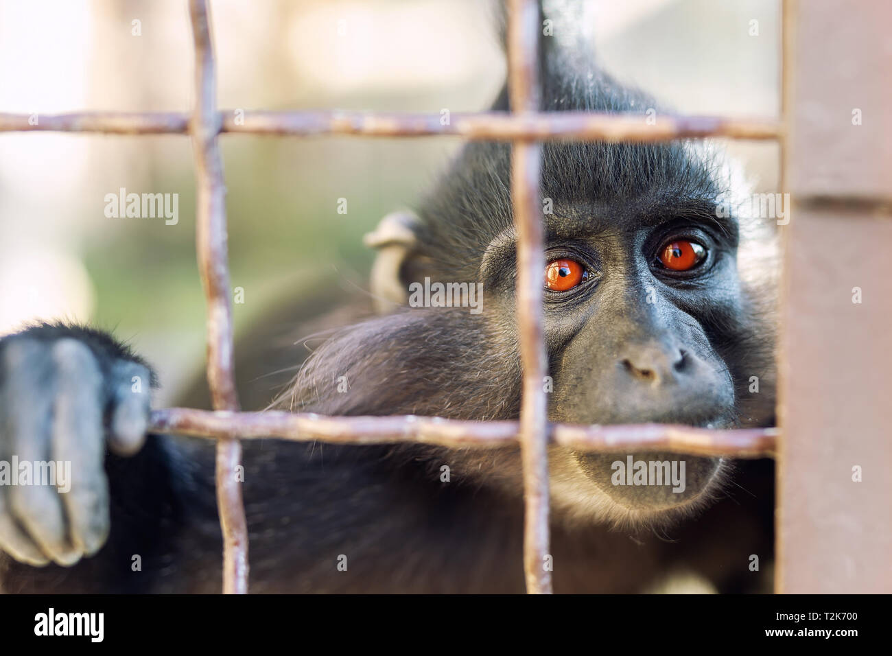Portrait of sad wild mokey hopelessly looking through metal cage. Caged