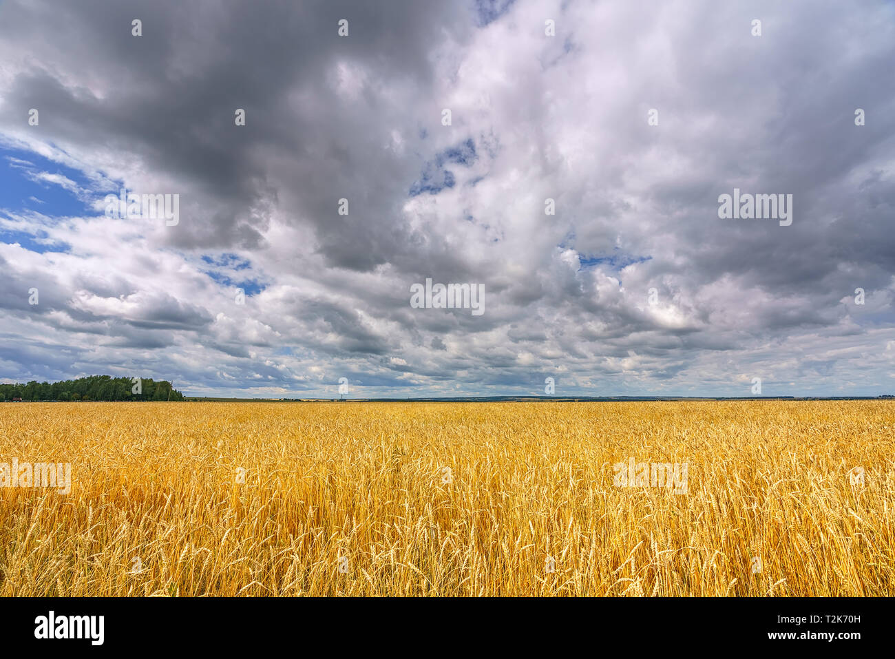 Wheat field in european countryside at cloudy summer day Stock Photo