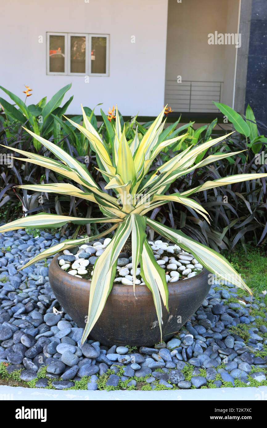 Color Guard Yucca, Yucca filamentosa Stock Photo