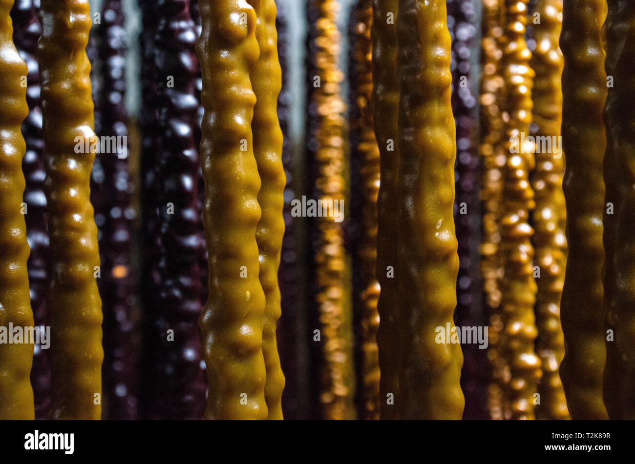 February 2019. Larnaca District, Cyprus. mountain flowers Stock Photo