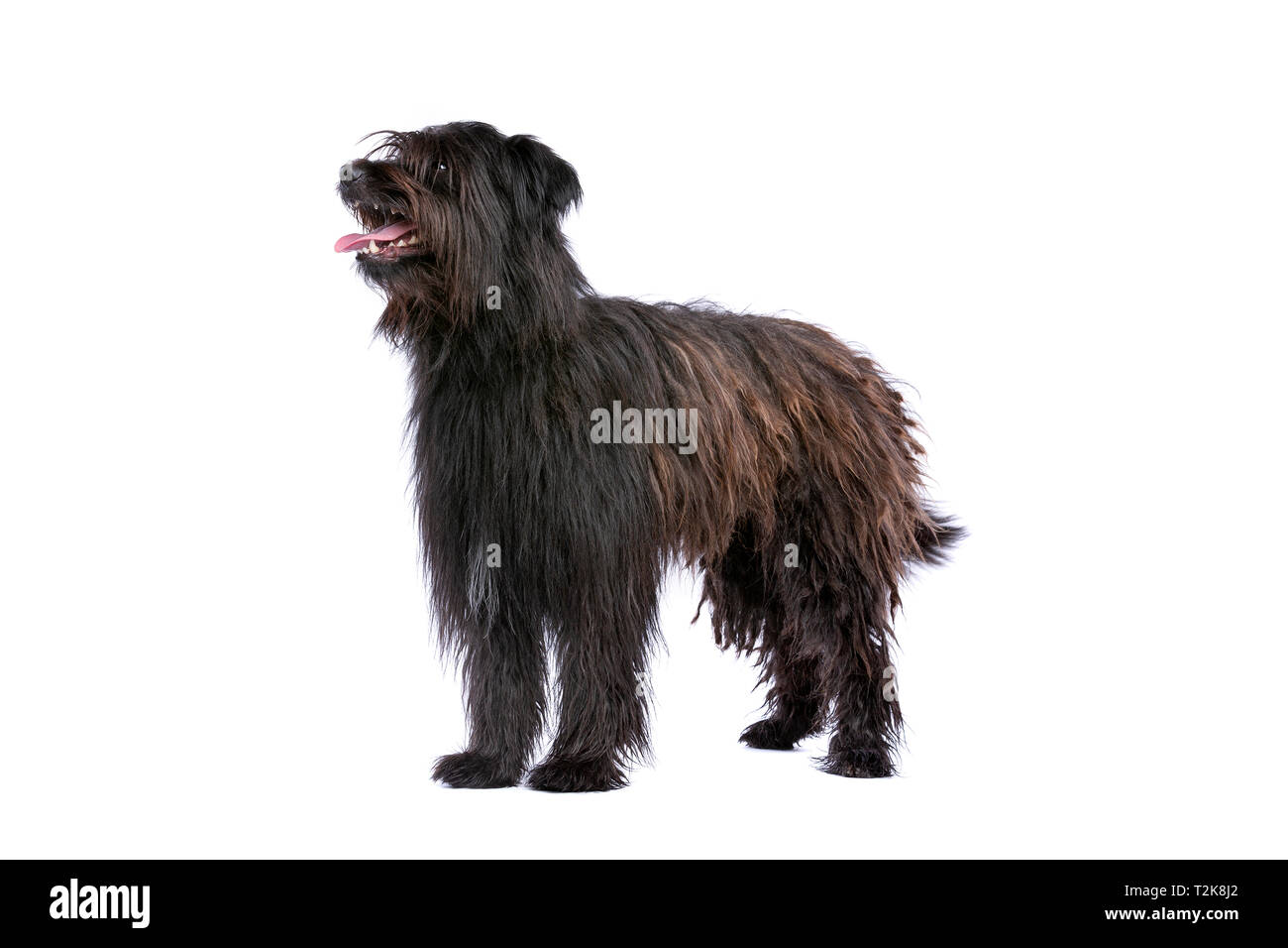 black Pyrenean Shepherd in front of a white background Stock Photo - Alamy