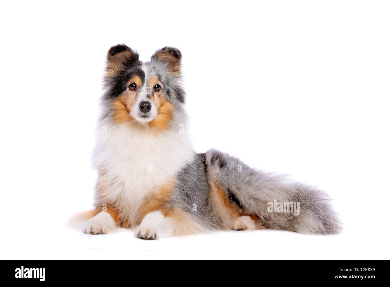 Shetland Sheepdog in front of a white background Stock Photo