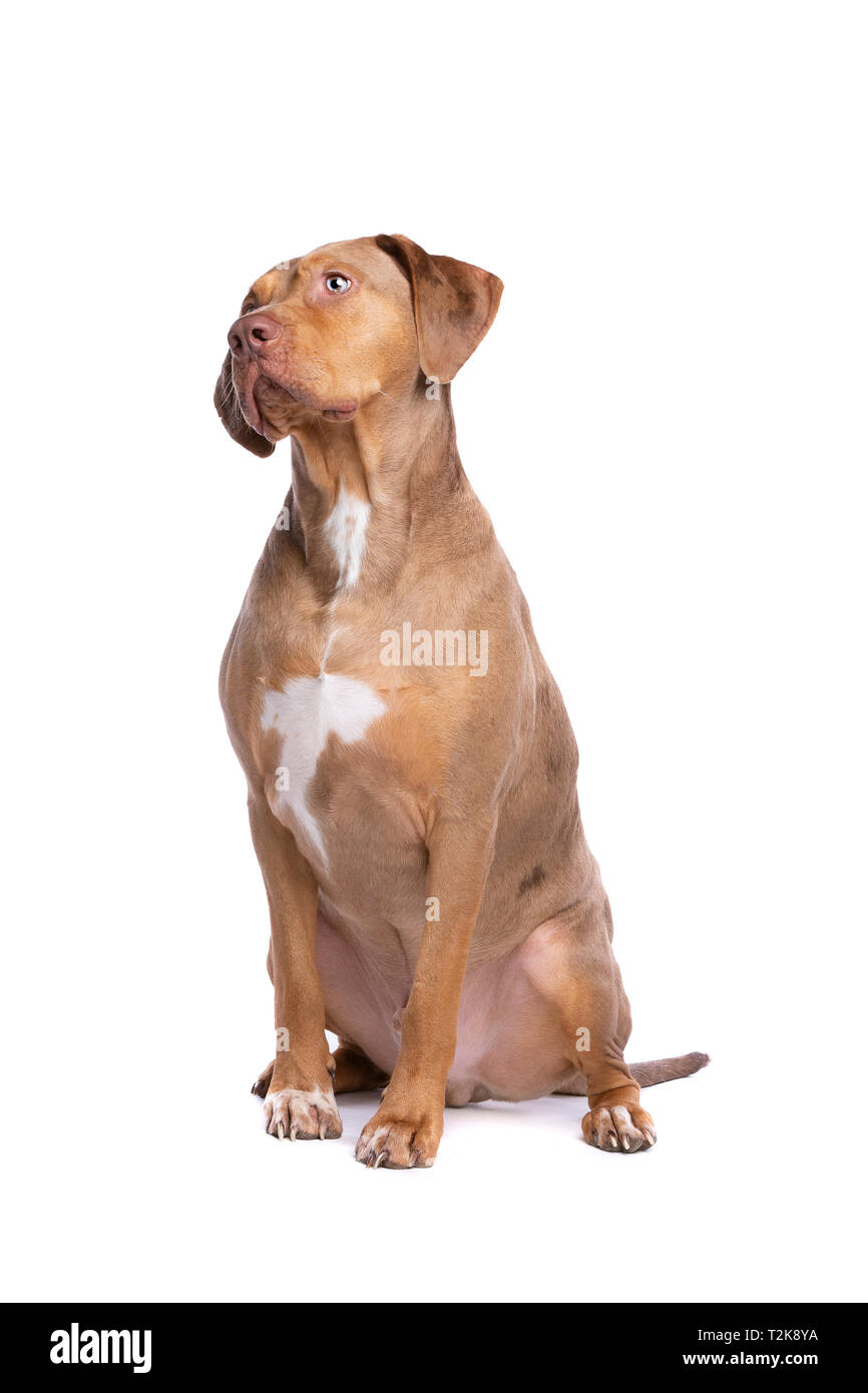 Tan catahoula store leopard dog