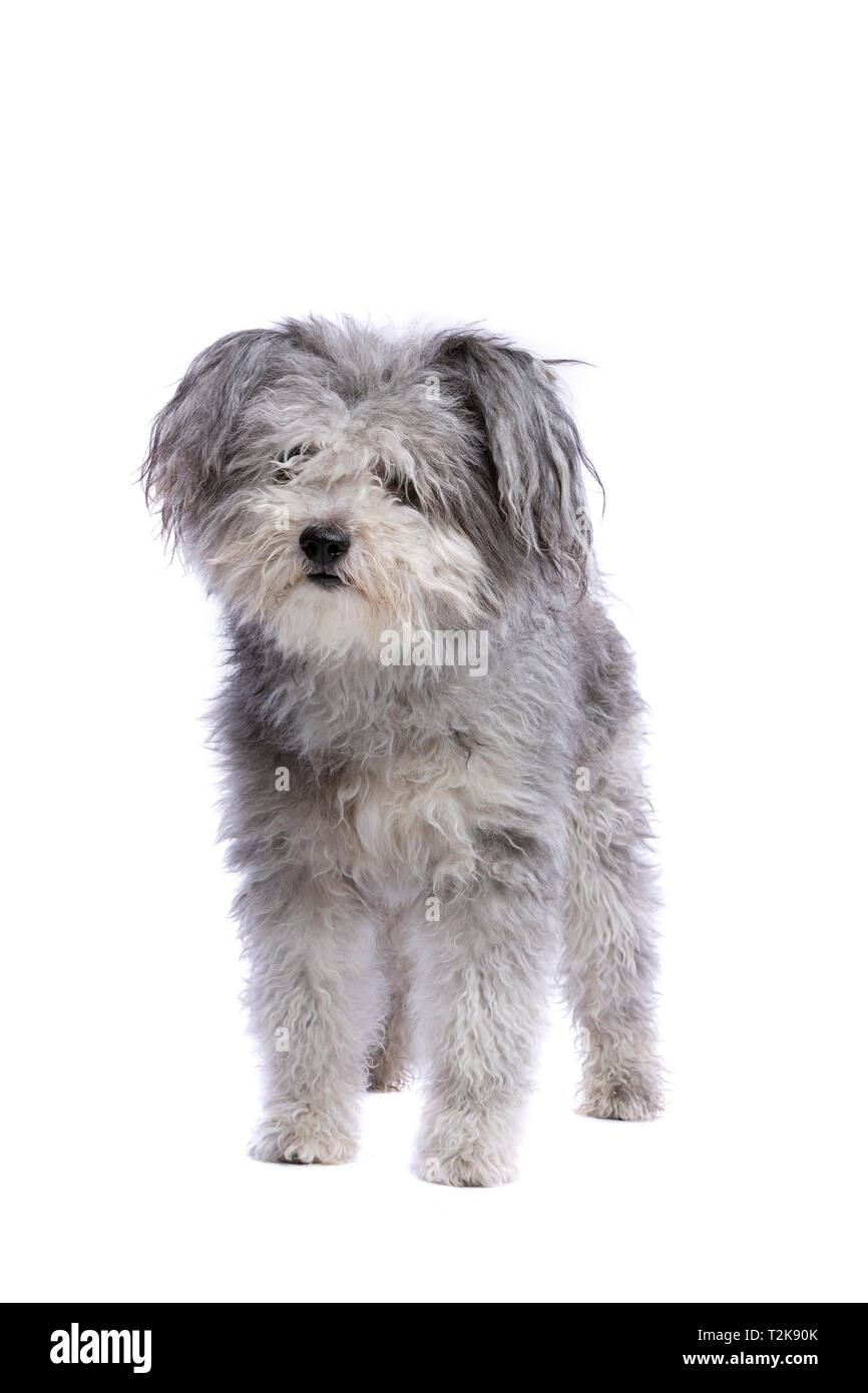 white pumi dog