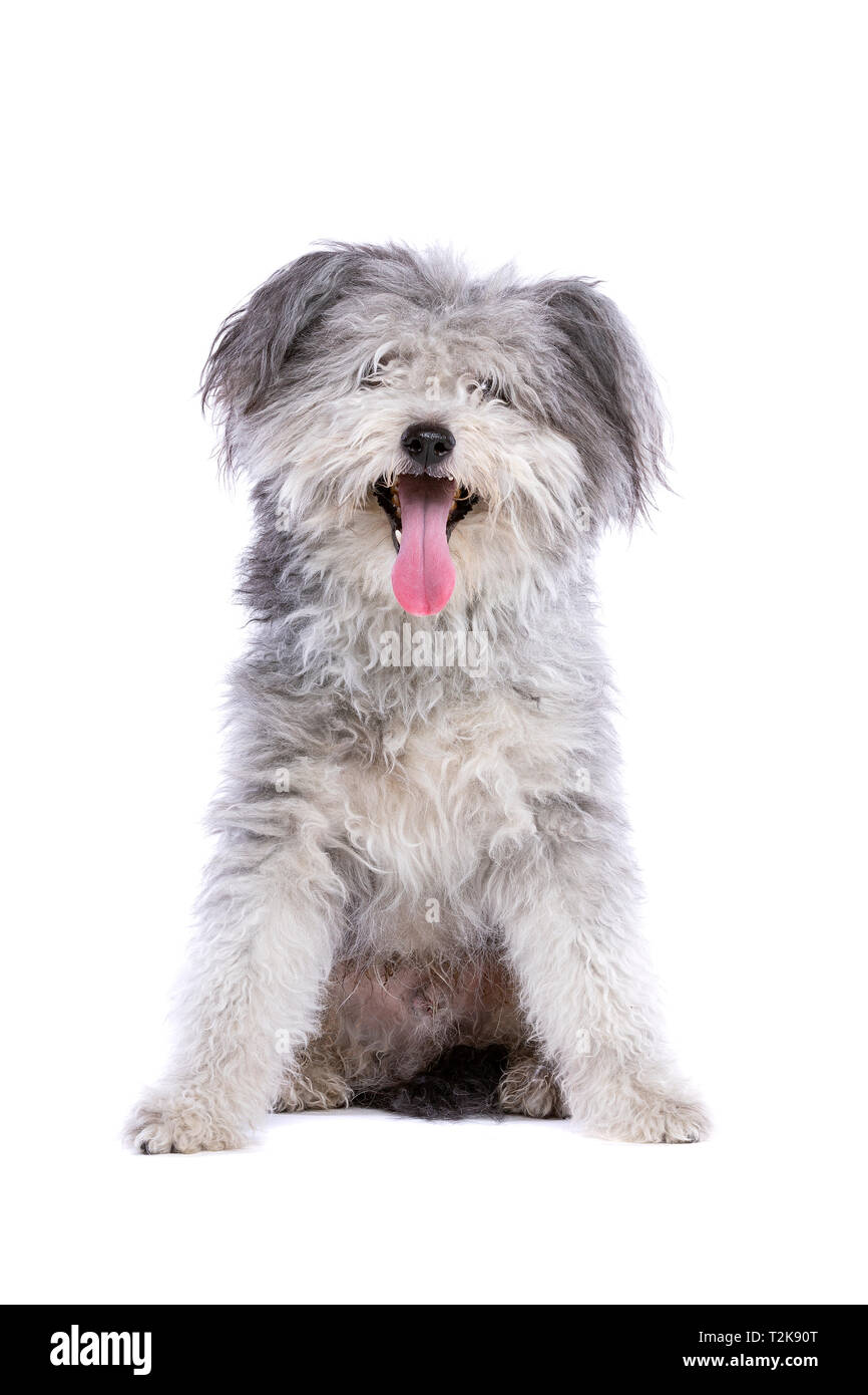 Hungarian Pumi Or Hungarian Herding Terrier In Front Of A White Background Stock Photo Alamy