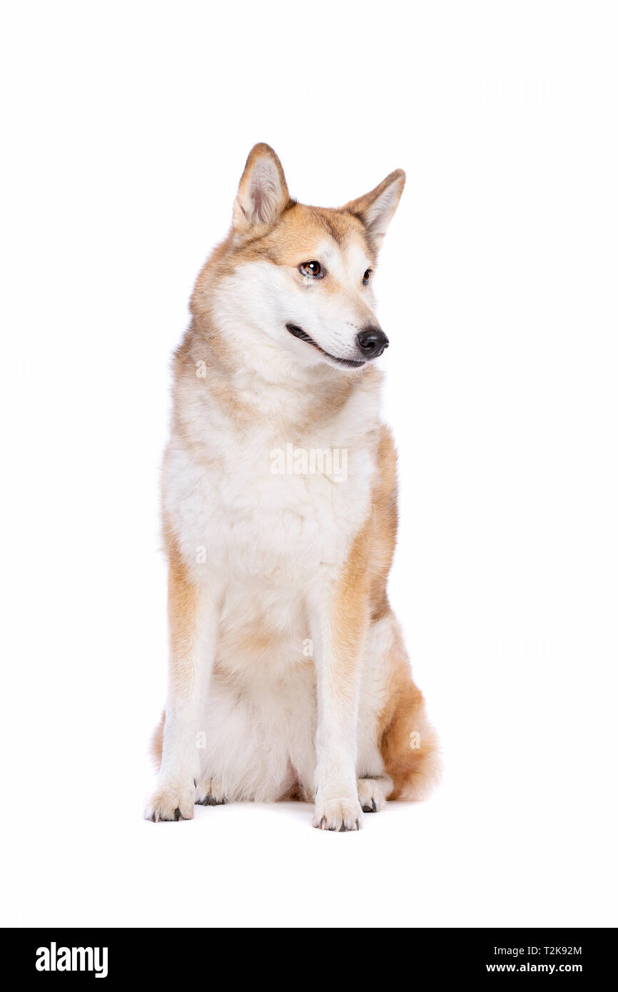 West Siberian Laika dog in front of a white background Stock Photo