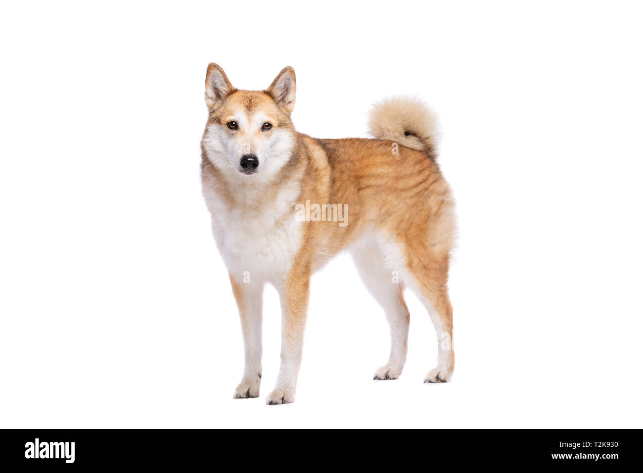 West Siberian Laika dog in front of a white background Stock Photo