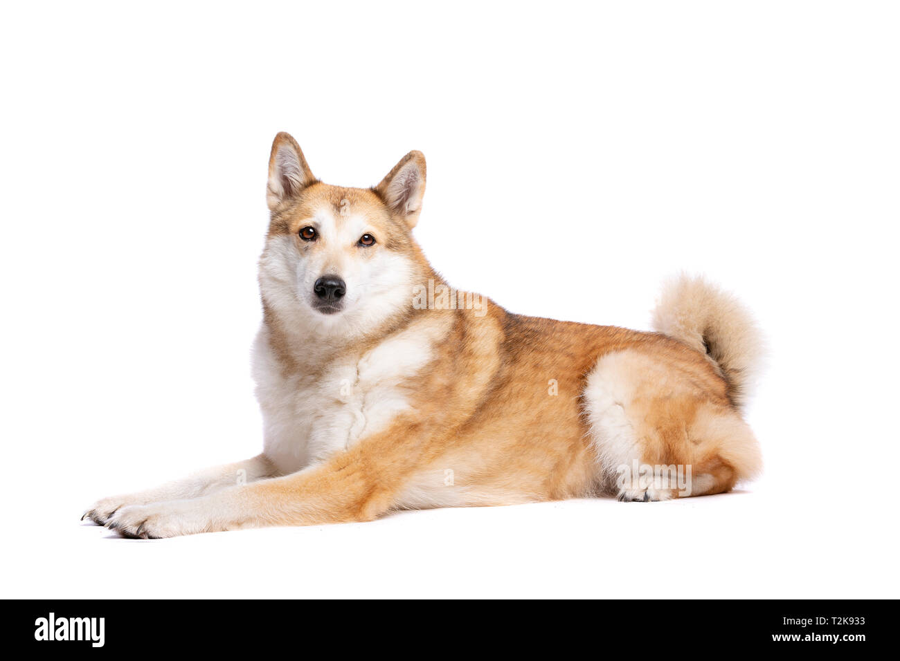 West Siberian Laika Dog In Front Of A White Background Stock Photo Alamy