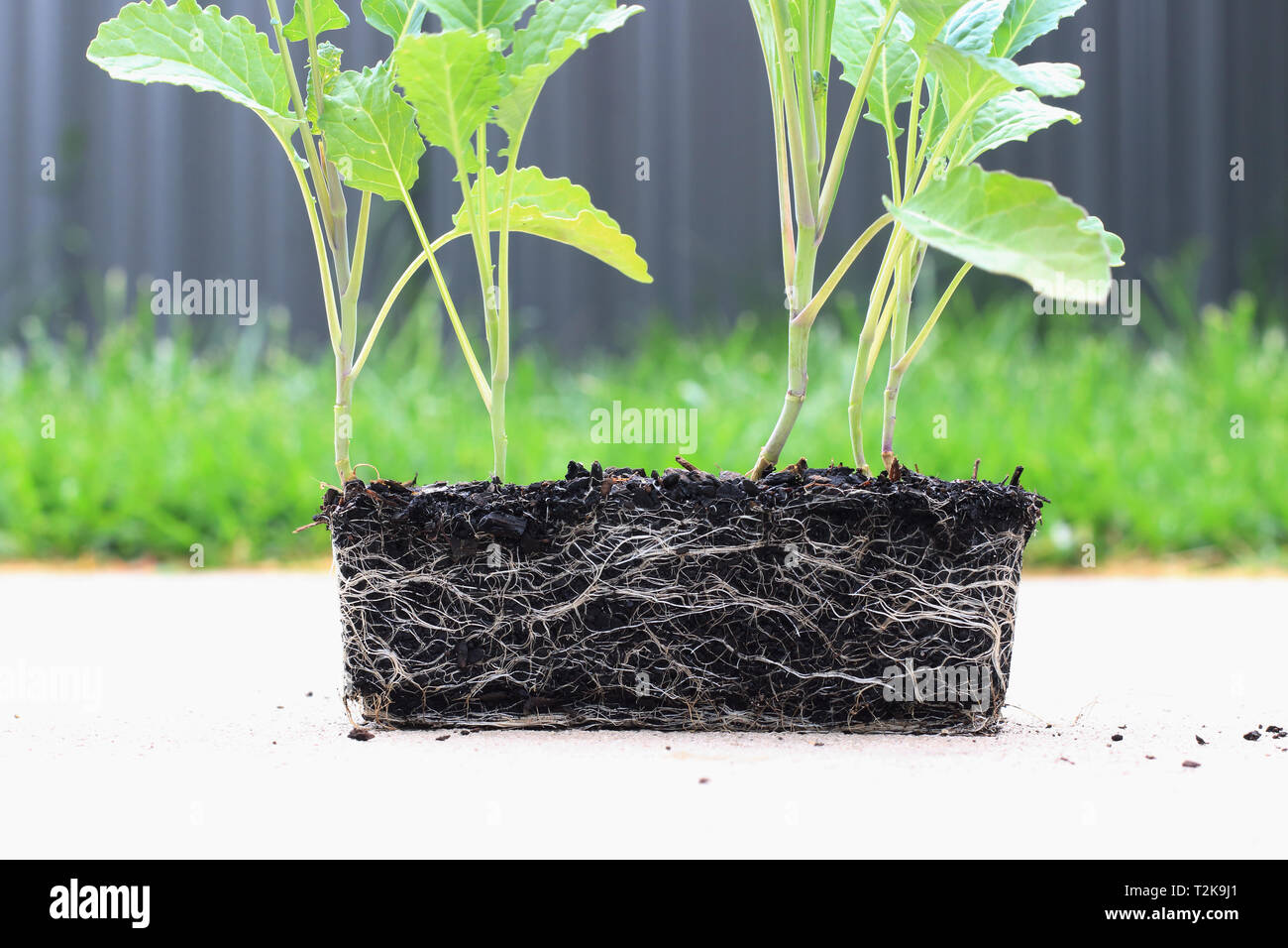 Lacinato kale or known as Tuscan Kale seedlings isolated Stock Photo