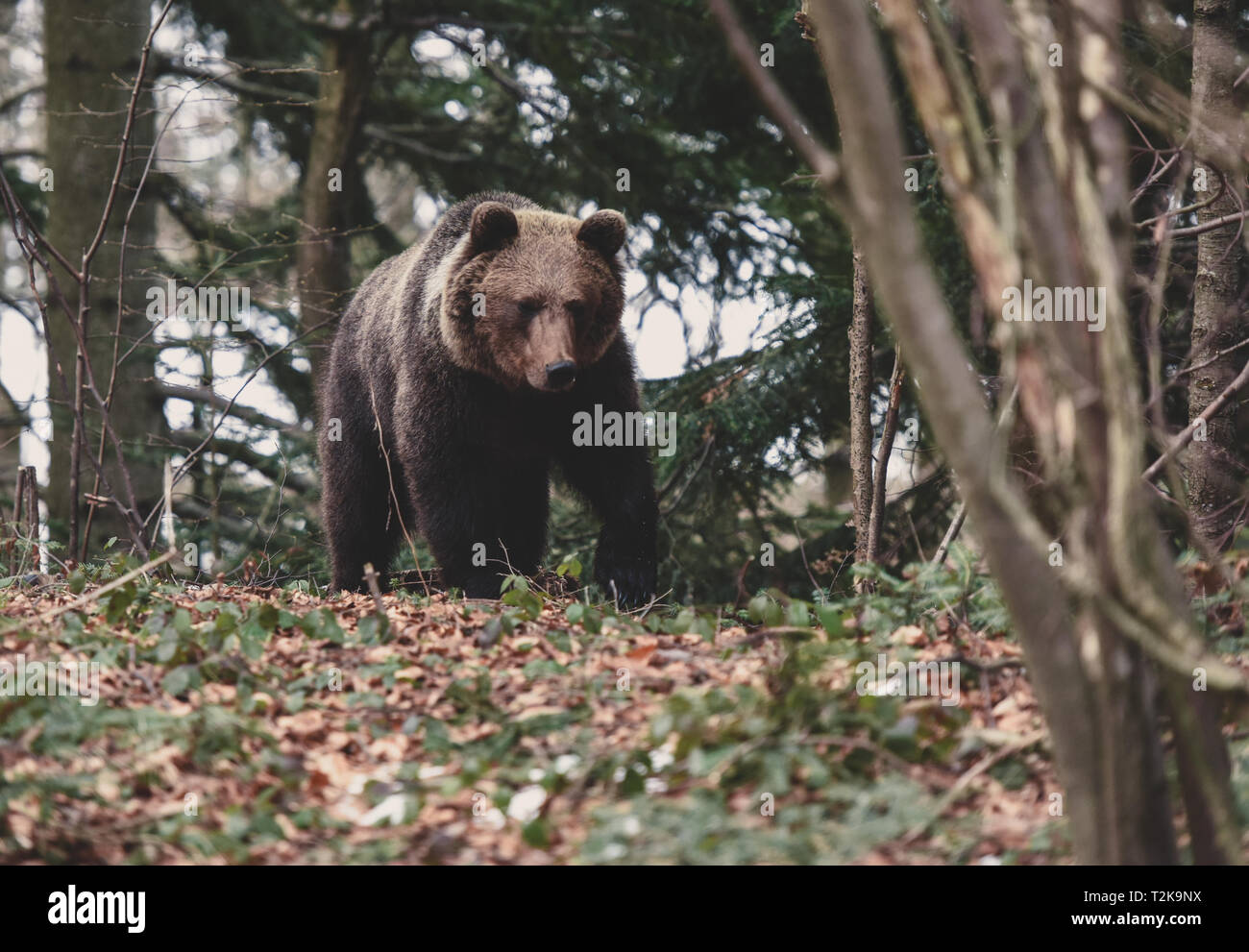 Dangerous meeting with massive huge brown bear in the forest. Close up big bear in spring woodland Stock Photo