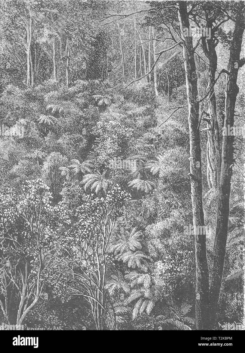 AUSTRALIA. A Victorian Forest 1886 old antique vintage print picture Stock Photo